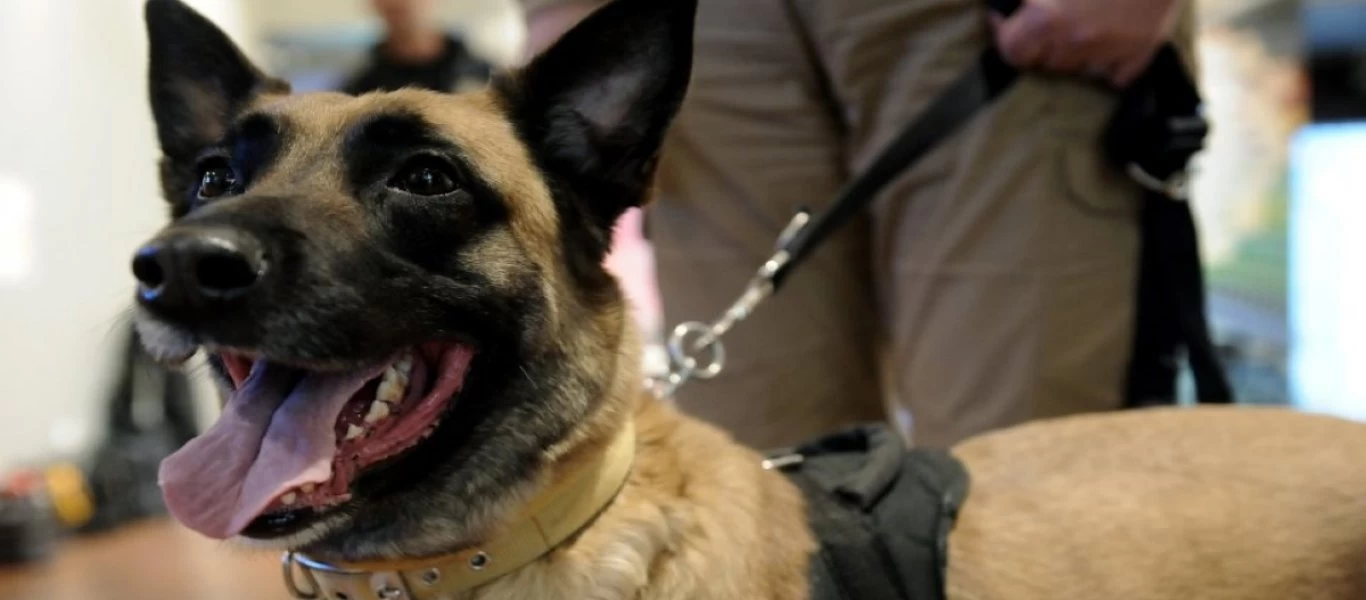 Δράμα: Σκύλος της Δίωξης «μυρίστηκε» χασισοφυτεία σε κατάστημα